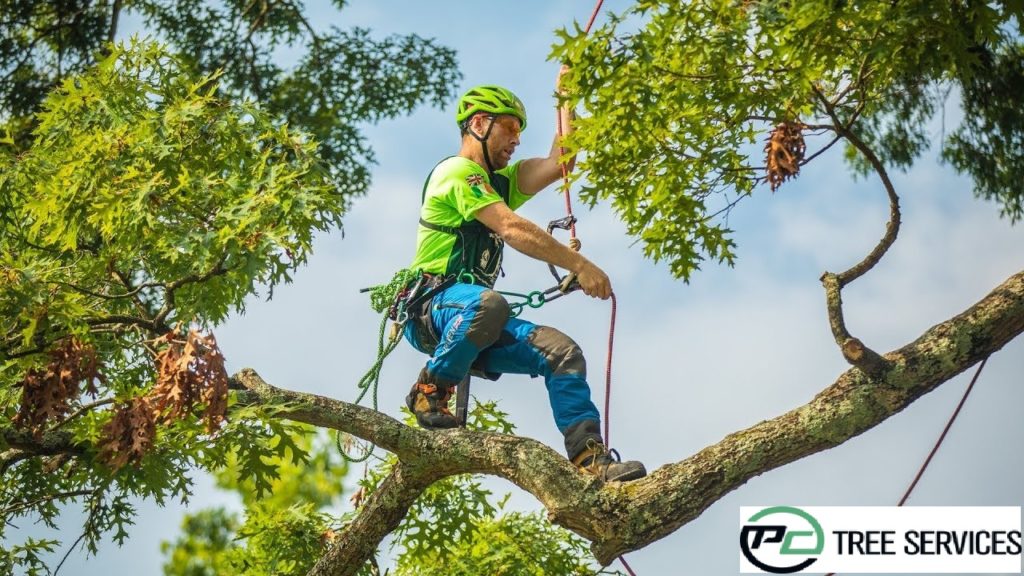 The ABCs of Arborists: A Guide to Tree Care Professionals