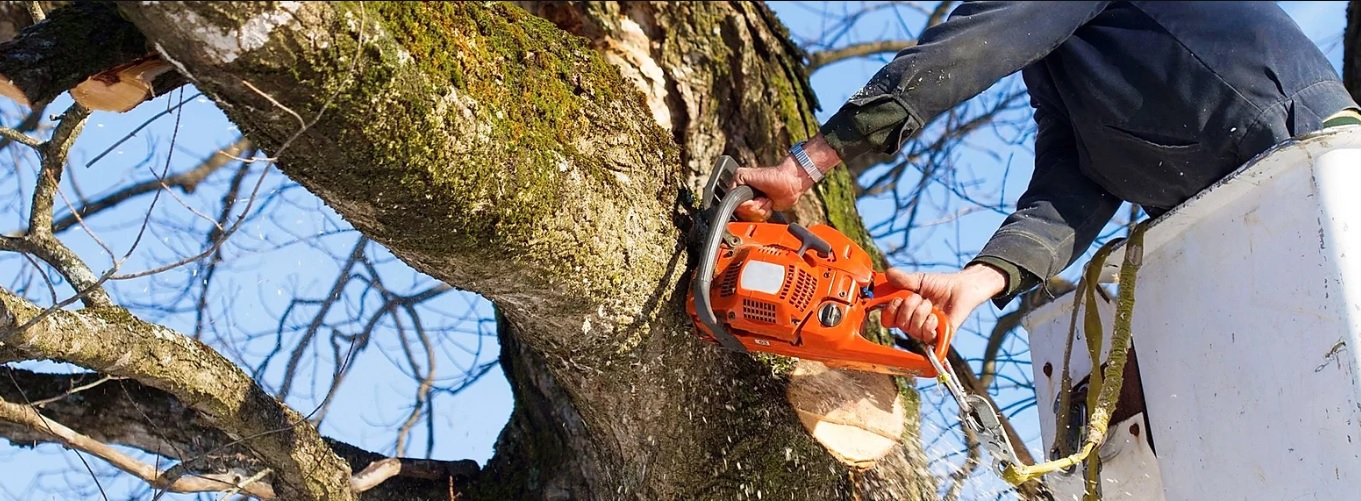 Tree_Removal_Adelaide