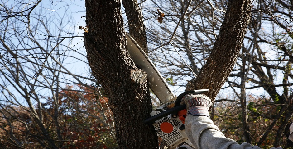 Tree_Removal_Adelaide