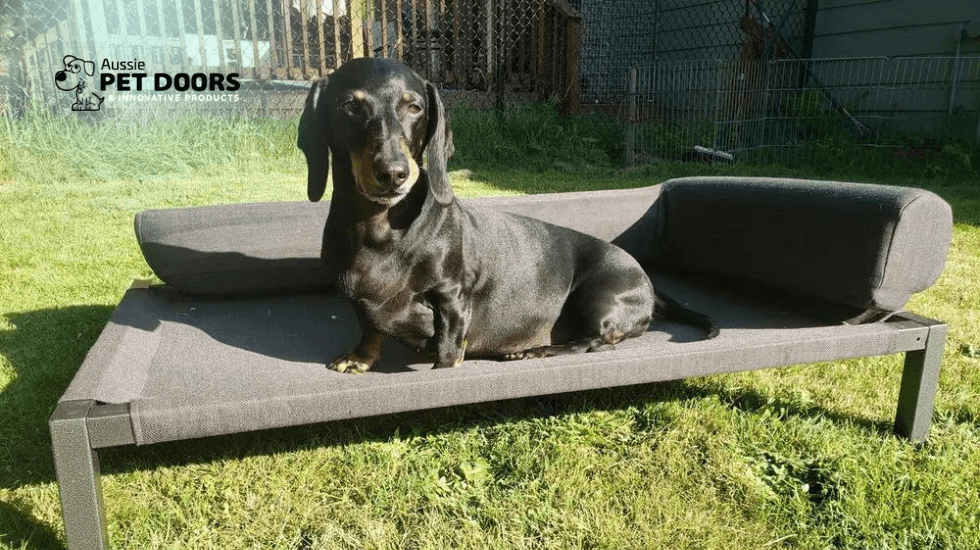 Why Your Dog Needs a Dog Bed Outside 3 Fantastic Benefits