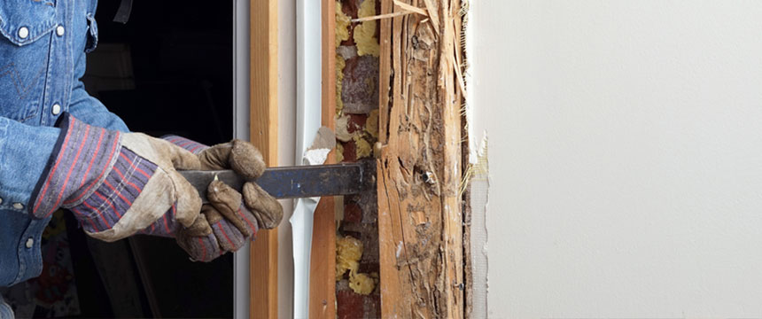 Top 3 WAYS TO PROOF YOUR DOOR AGAINST TERMITES